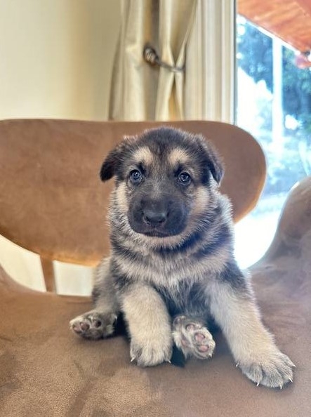 PUREBRED GERMAN SHEPHERD PUPPY - ArmenianBD.com, Los Angeles Armenian ...