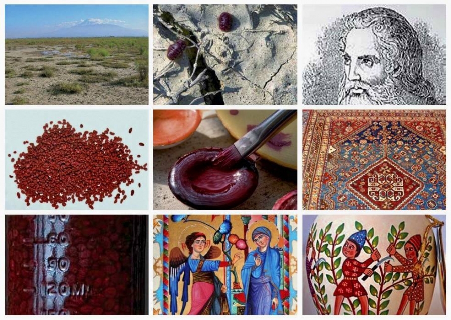 Armenian Cochineal